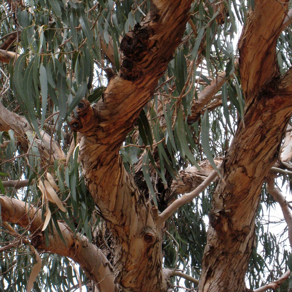 Eucalyptus globulus subsp. bicostata - Eucalipto