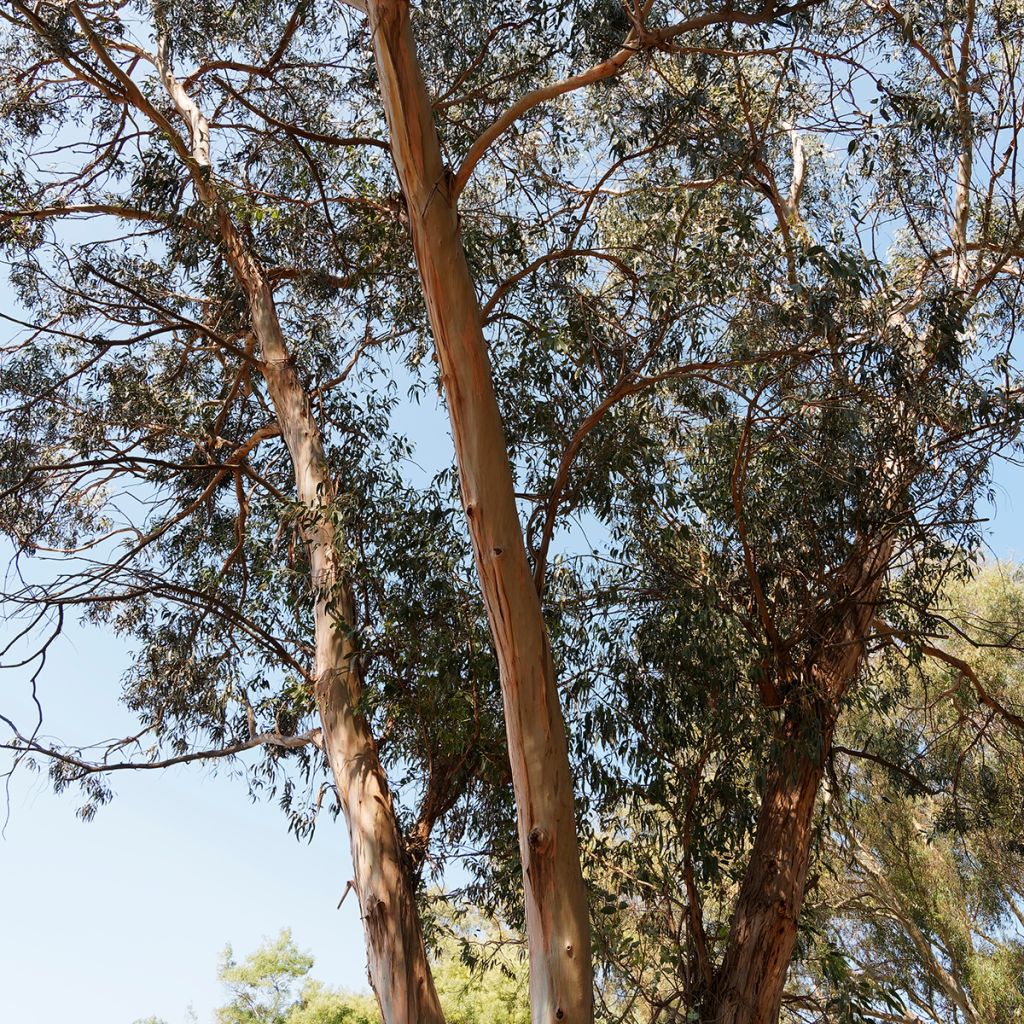 Eucalyptus globulus subsp. bicostata - Eucalipto