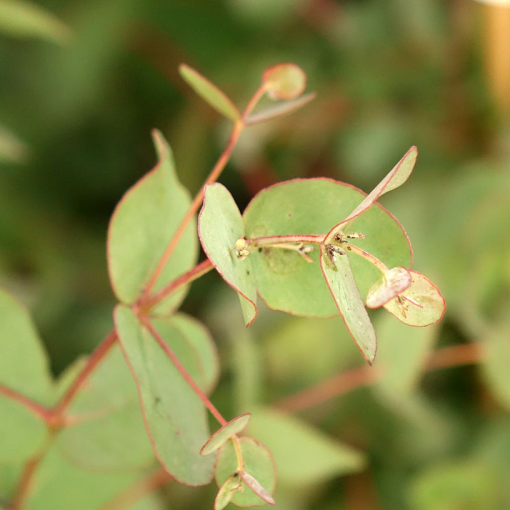 Eucalyptus goniocalyx Dwarf form - Eucalipto