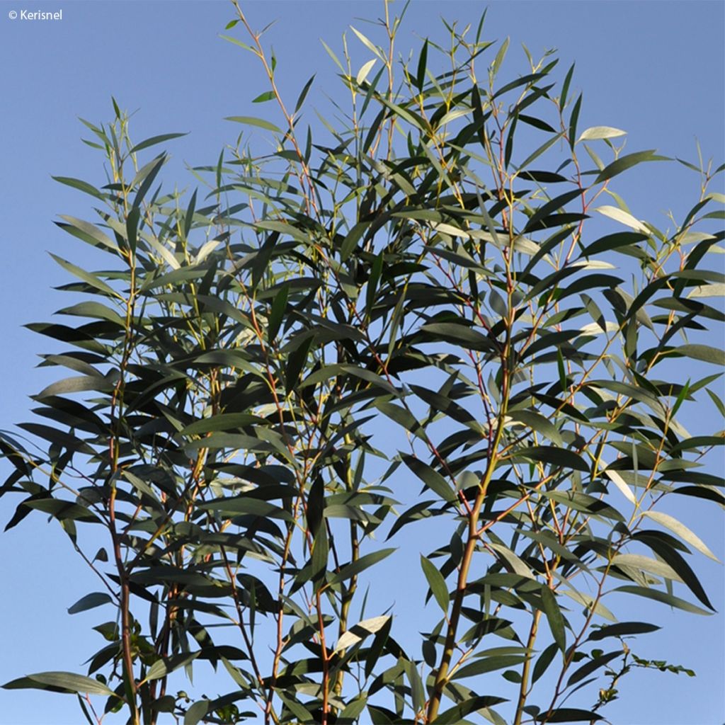 Eucalyptus gregsoniana ou pauciflora Nana - Gommier des neiges