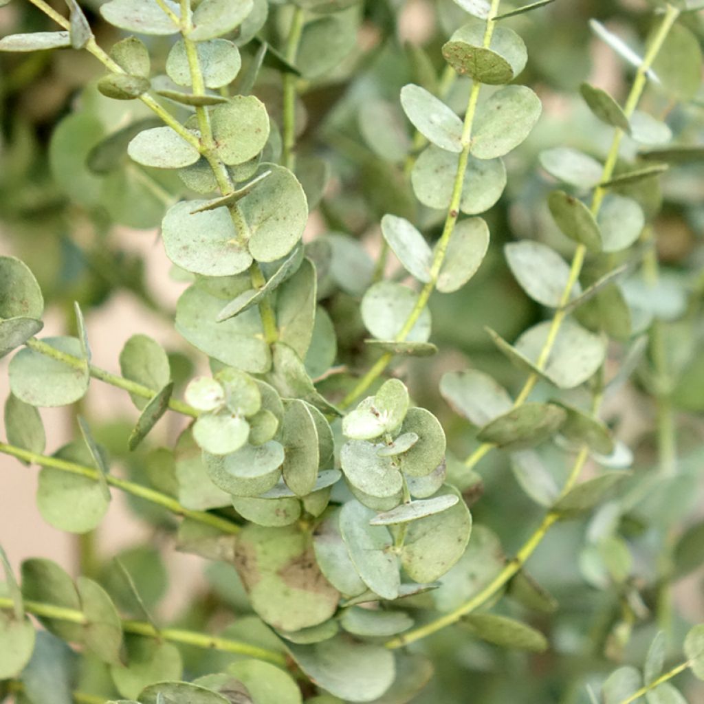 Eucalyptus gunnii Azura Cagire - Eucalipto