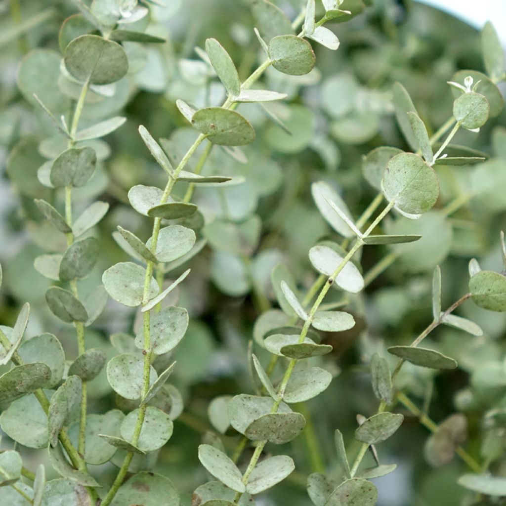 Eucalyptus gunnii Azura Cagire - Eucalipto