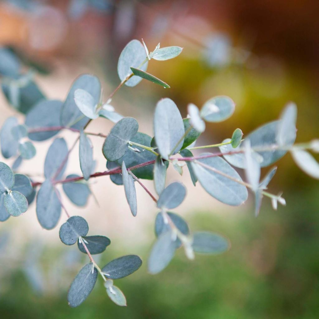 Eucalyptus gunnii Silverana - Eucalipto