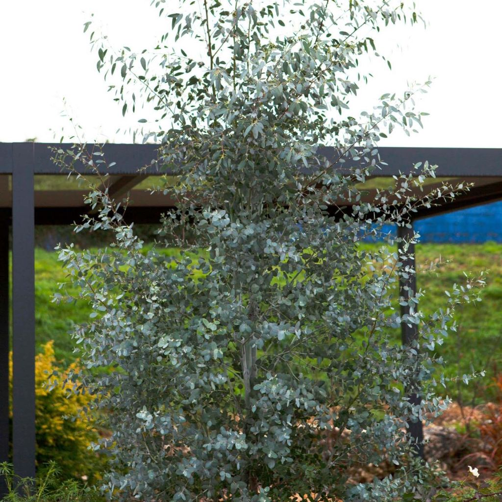 Eucalyptus gunnii Silverana - Eucalipto