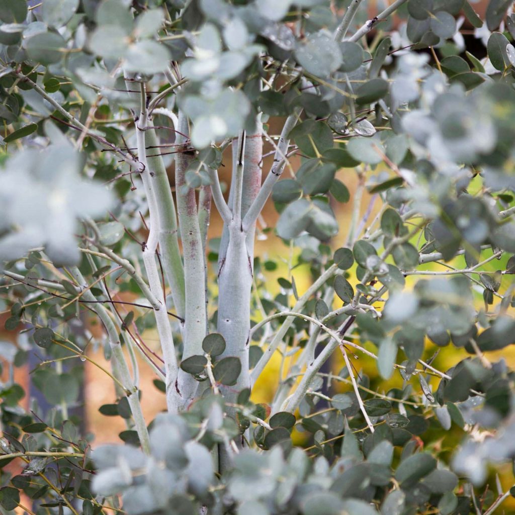 Eucalyptus gunnii Silverana - Eucalipto