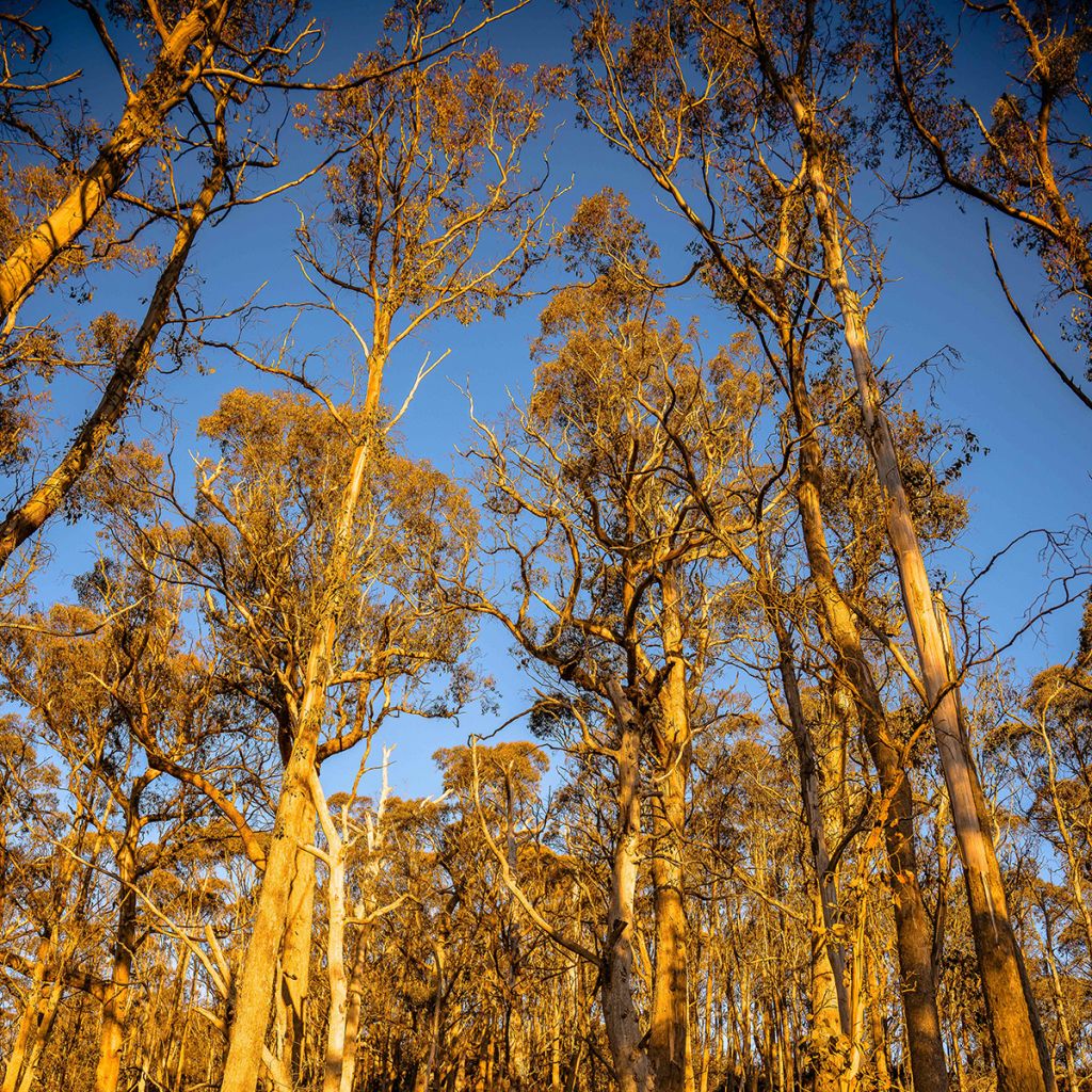 Eucalyptus johnstonii - Eucalipto