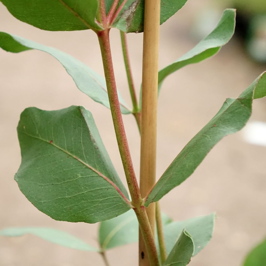 Eucalyptus kitsoniana - Eucalipto