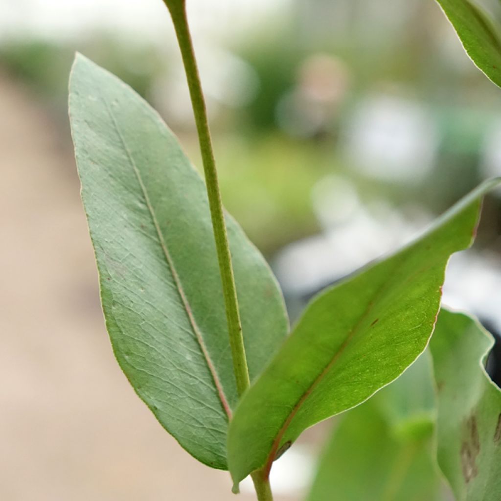 Eucalyptus kitsoniana - Eucalipto