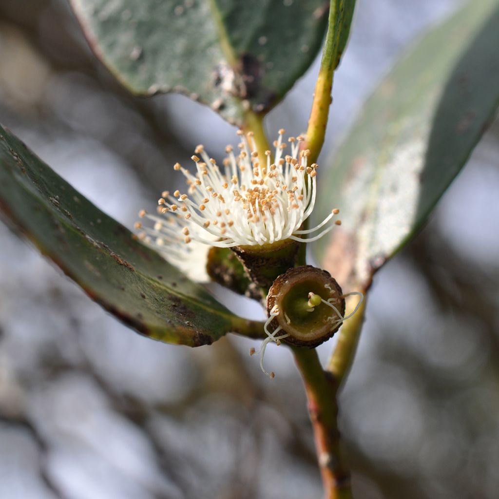 Eucalyptus kybeanensis - Eucalipto