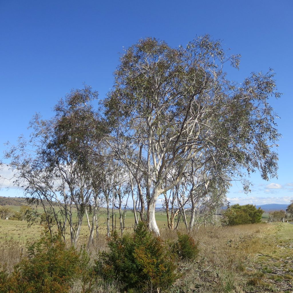 Eucalyptus lacrimans - Eucalipto