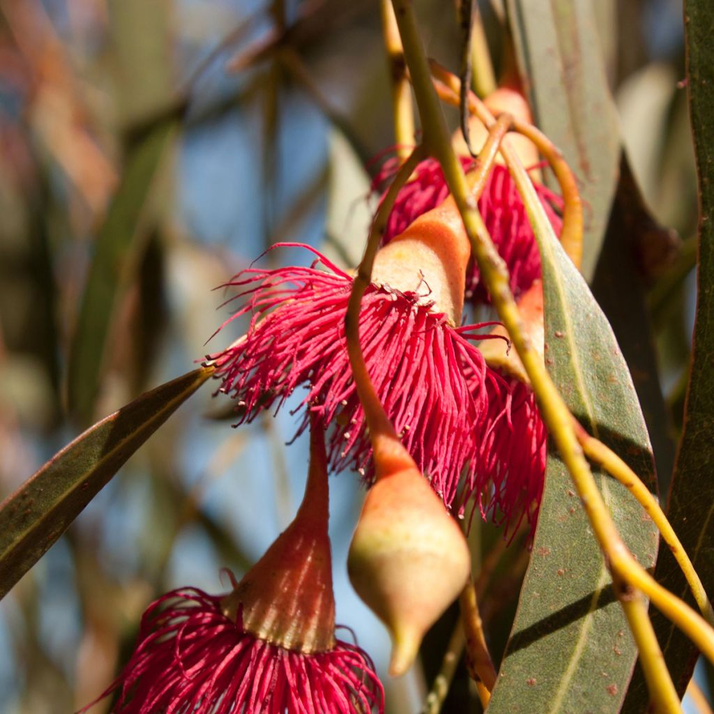 Eucalyptus leucoxylon Rosea - Eucalipto