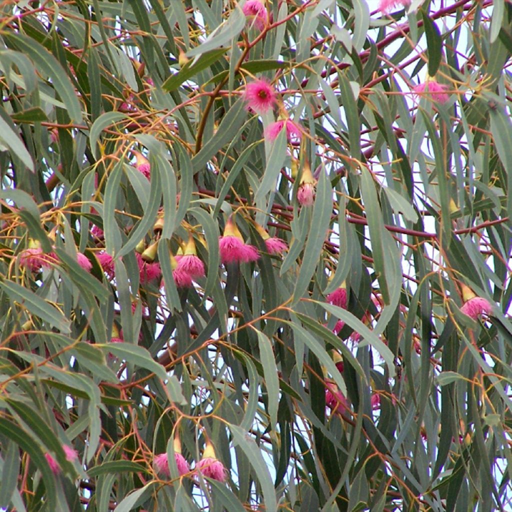 Eucalyptus leucoxylon Rosea - Eucalipto