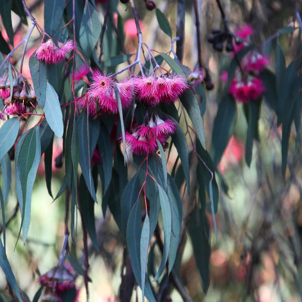 Eucalyptus leucoxylon Rosea - Eucalipto