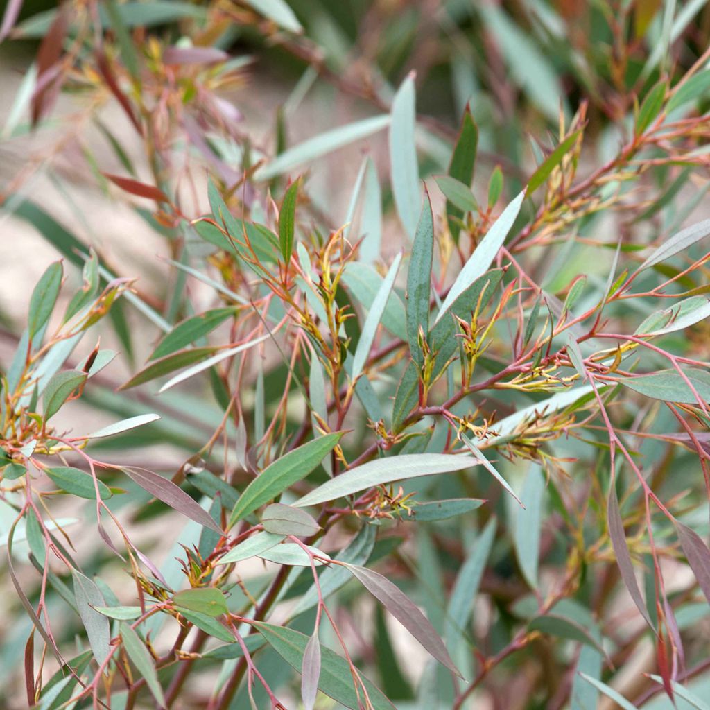 Eucalyptus mitchelliana - Eucalipto