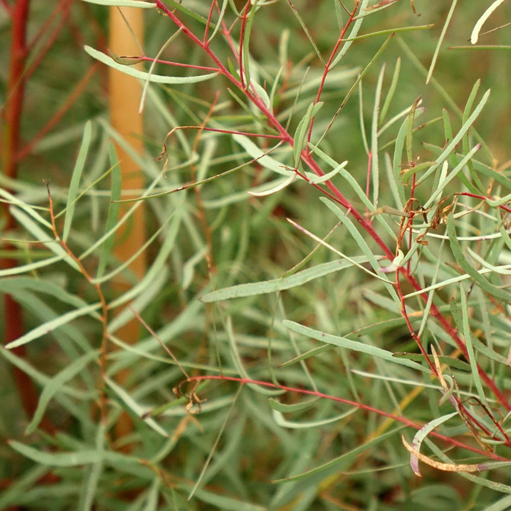 Eucalyptus nicholii - Eucalipto