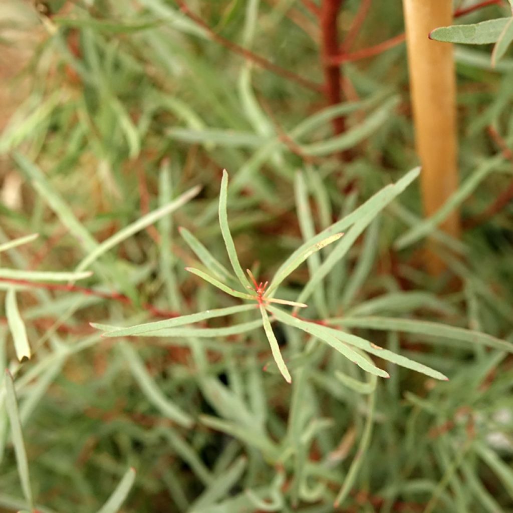 Eucalyptus nicholii - Eucalipto