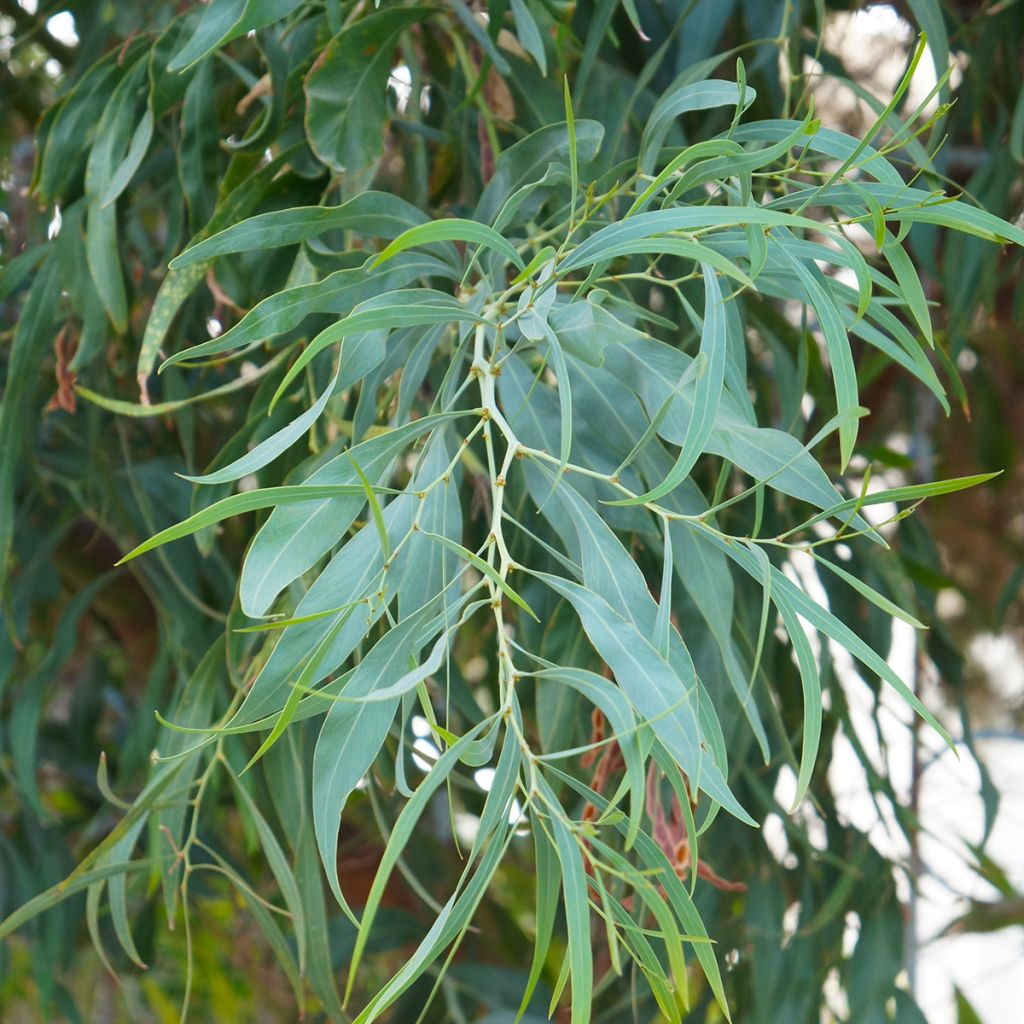 Eucalyptus nicholii - Eucalipto