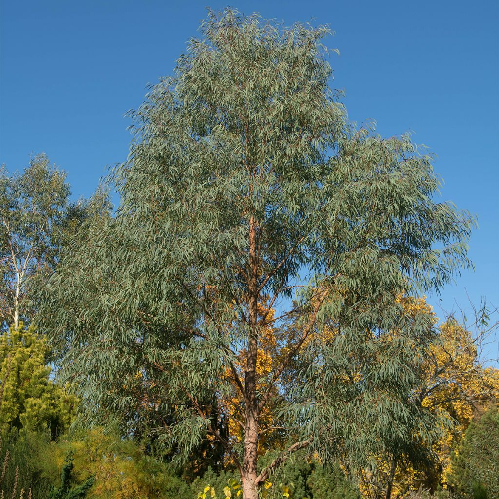 Eucalyptus nicholii - Eucalipto