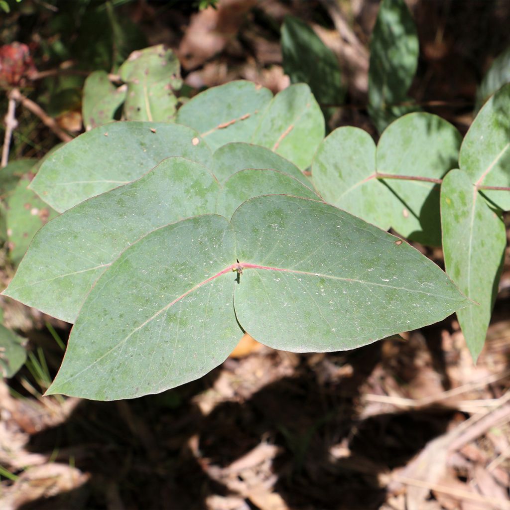 Eucalyptus nitens - Eucalipto