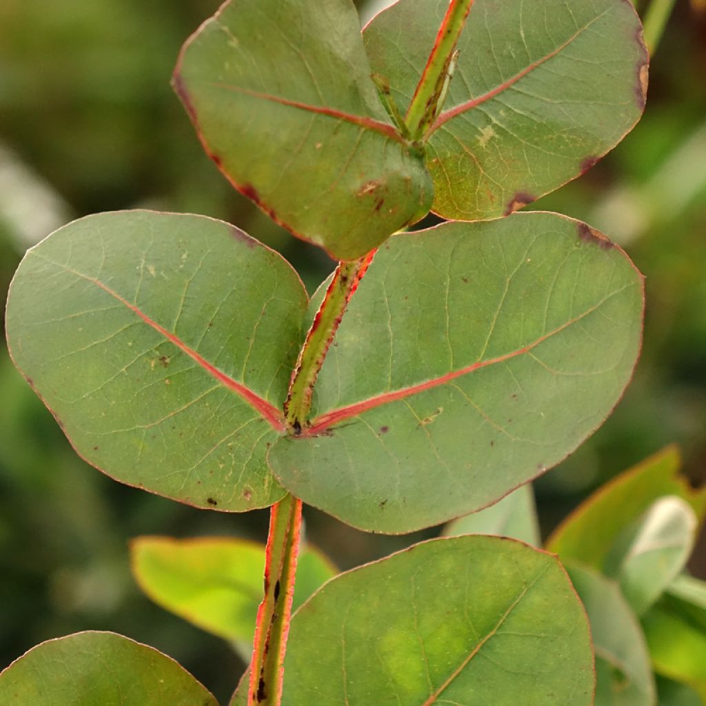 Eucalyptus nitens - Eucalipto