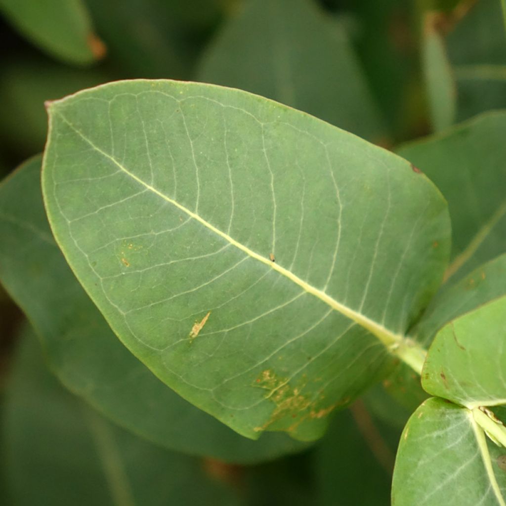 Eucalyptus nitens - Eucalipto