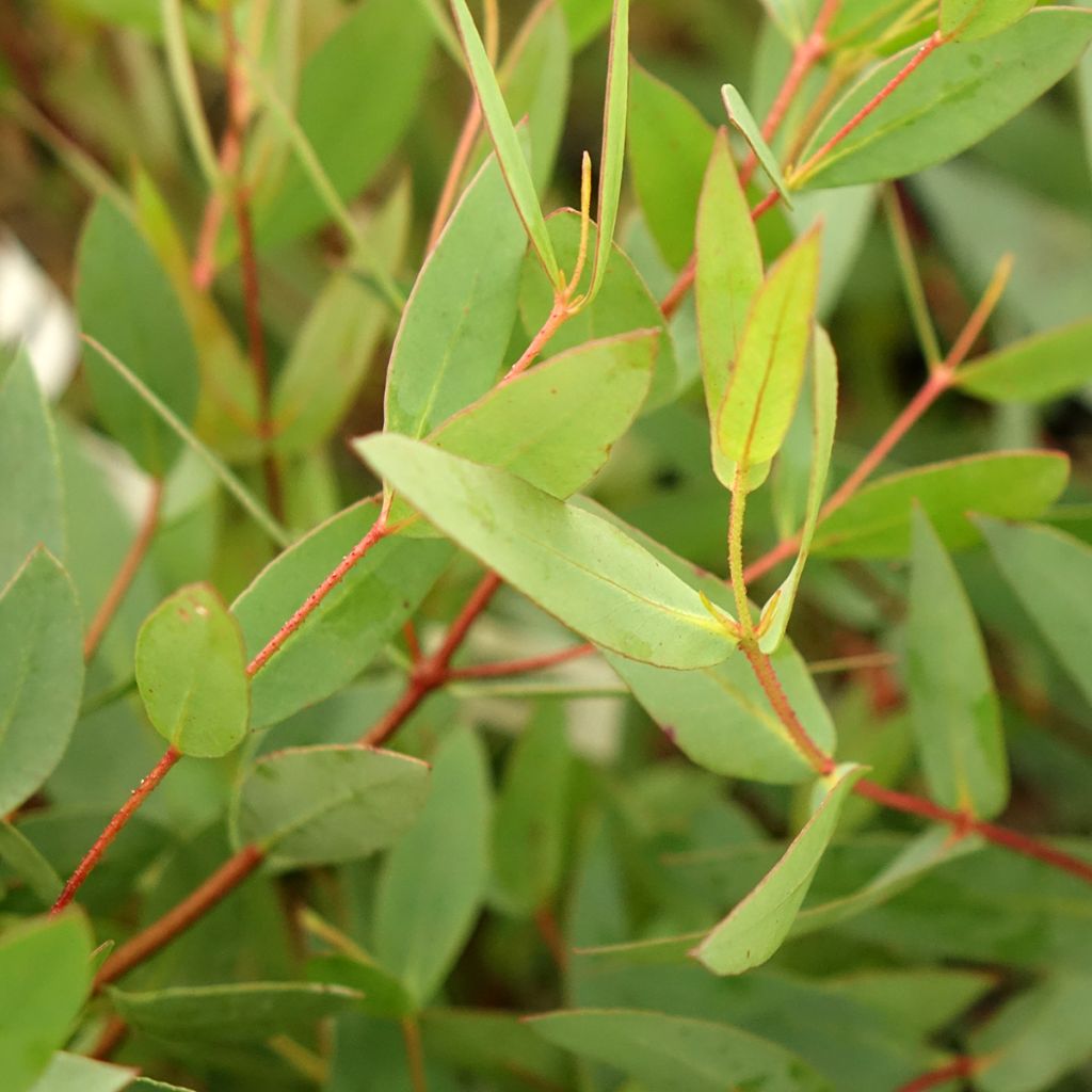 Eucalyptus nitida - Eucalipto