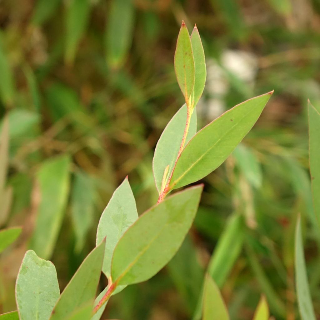 Eucalyptus nitida - Eucalipto