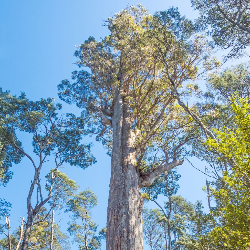 Eucalyptus obliqua - Eucalipto