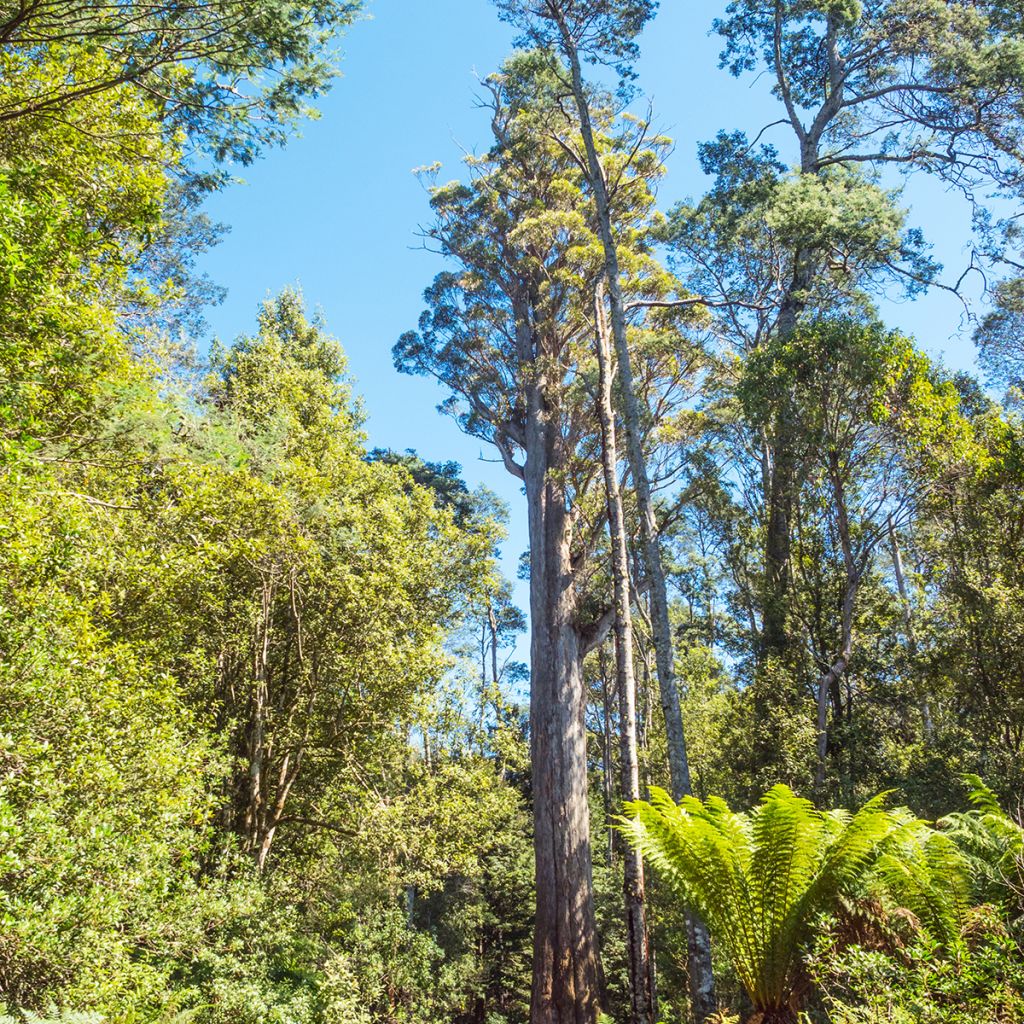 Eucalyptus obliqua - Eucalipto