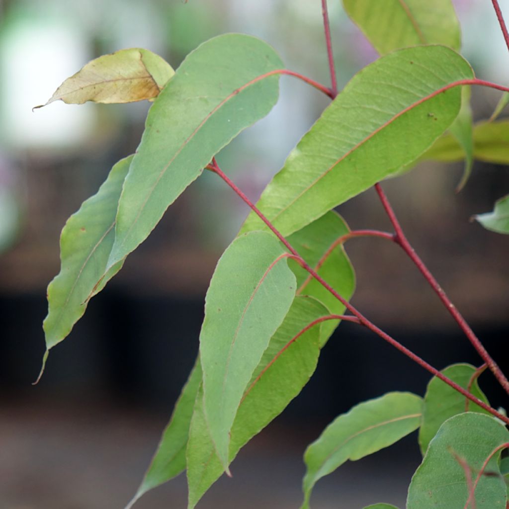 Eucalyptus obliqua - Eucalipto