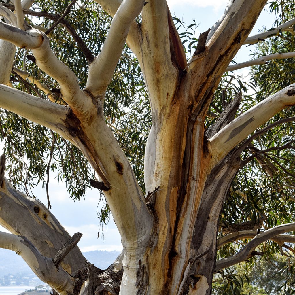 Eucalyptus pauciflora subsp. niphophila Mt Bogong - Eucalipto