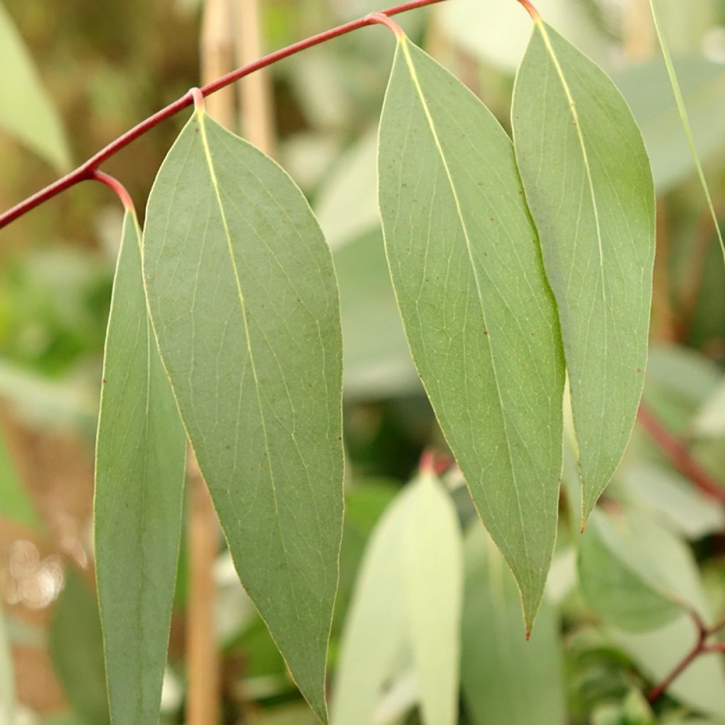 Eucalyptus pauciflora subsp. niphophila Mt Bogong - Eucalipto