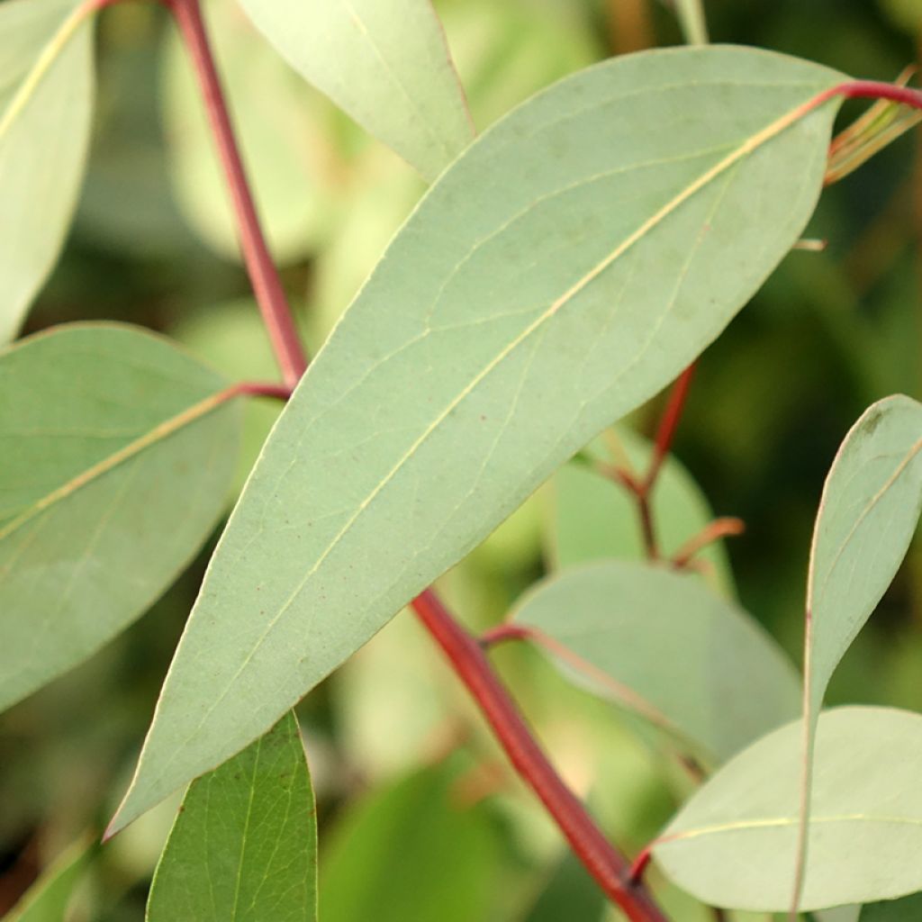 Eucalyptus pauciflora subsp. niphophila Mt Bogong - Eucalipto