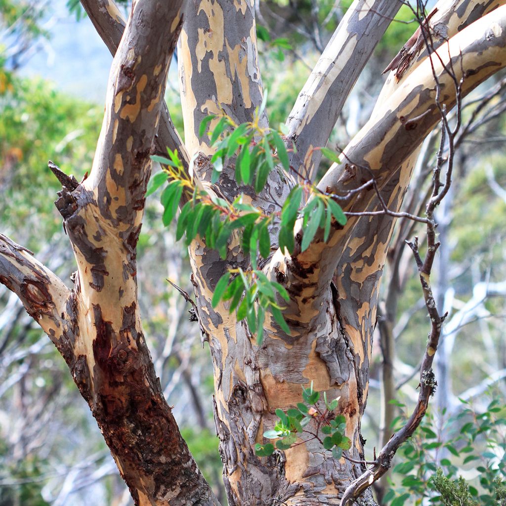 Eucalyptus pauciflora subsp. pauciflora Adaminaby - Eucalipto