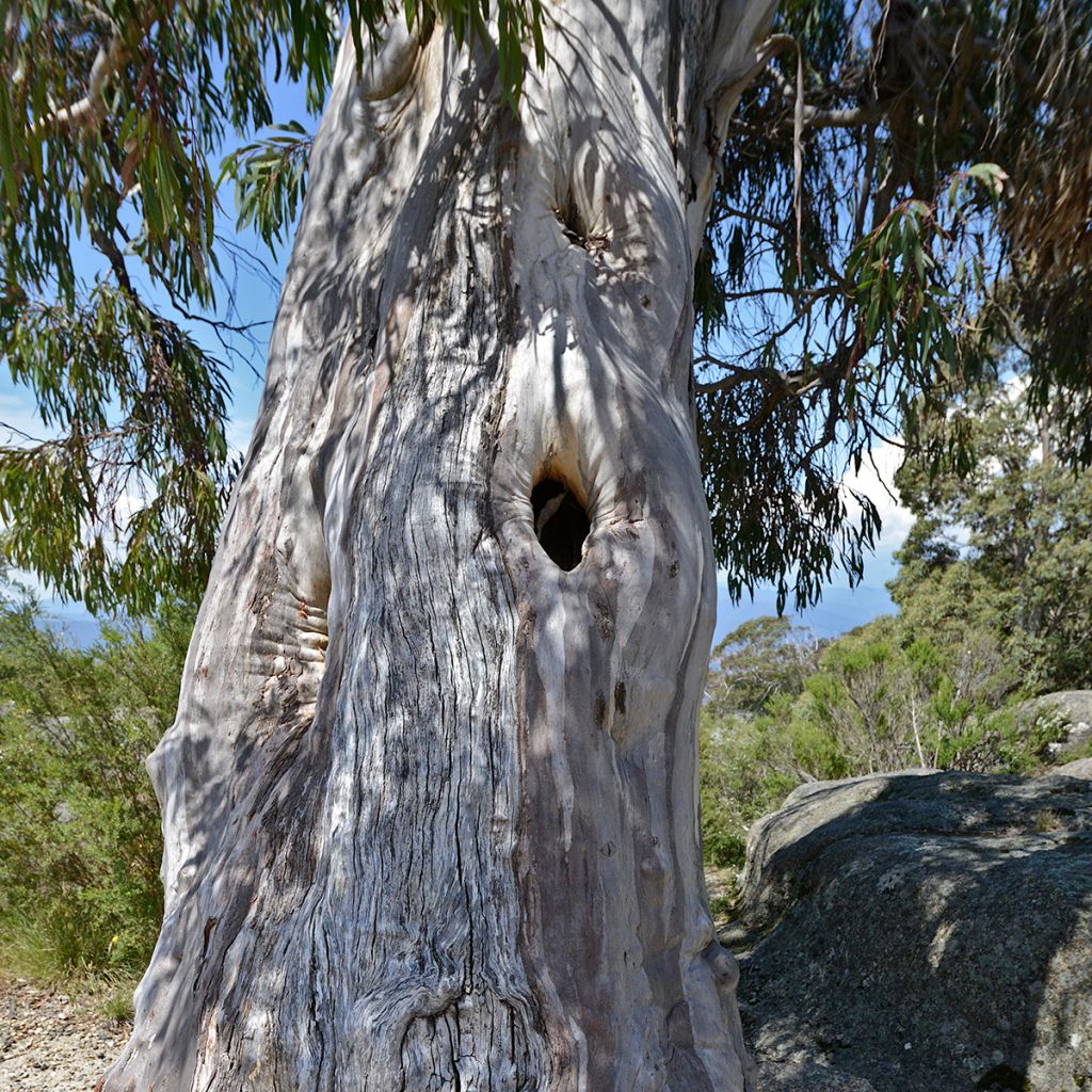 Eucalyptus pauciflora subsp. pauciflora Buffalo - Eucalipto