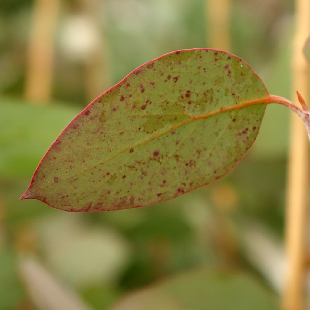 Eucalyptus pauciflora subsp. pauciflora Buffalo - Eucalipto