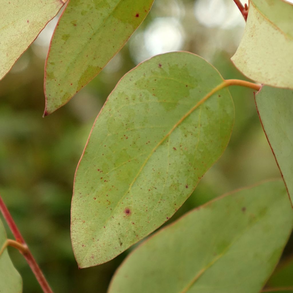 Eucalyptus pauciflora subsp. pauciflora Buffalo - Eucalipto