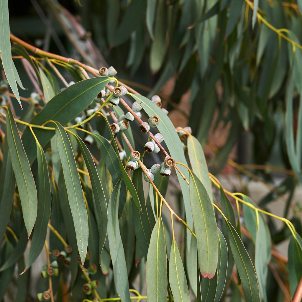 Eucalyptus perriniana - Eucalipto