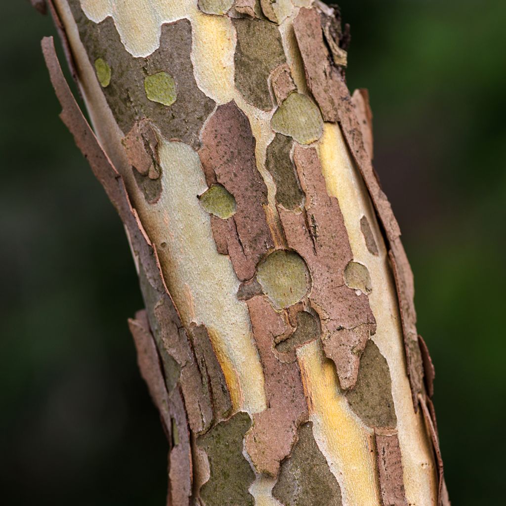 Eucalyptus perriniana - Eucalipto