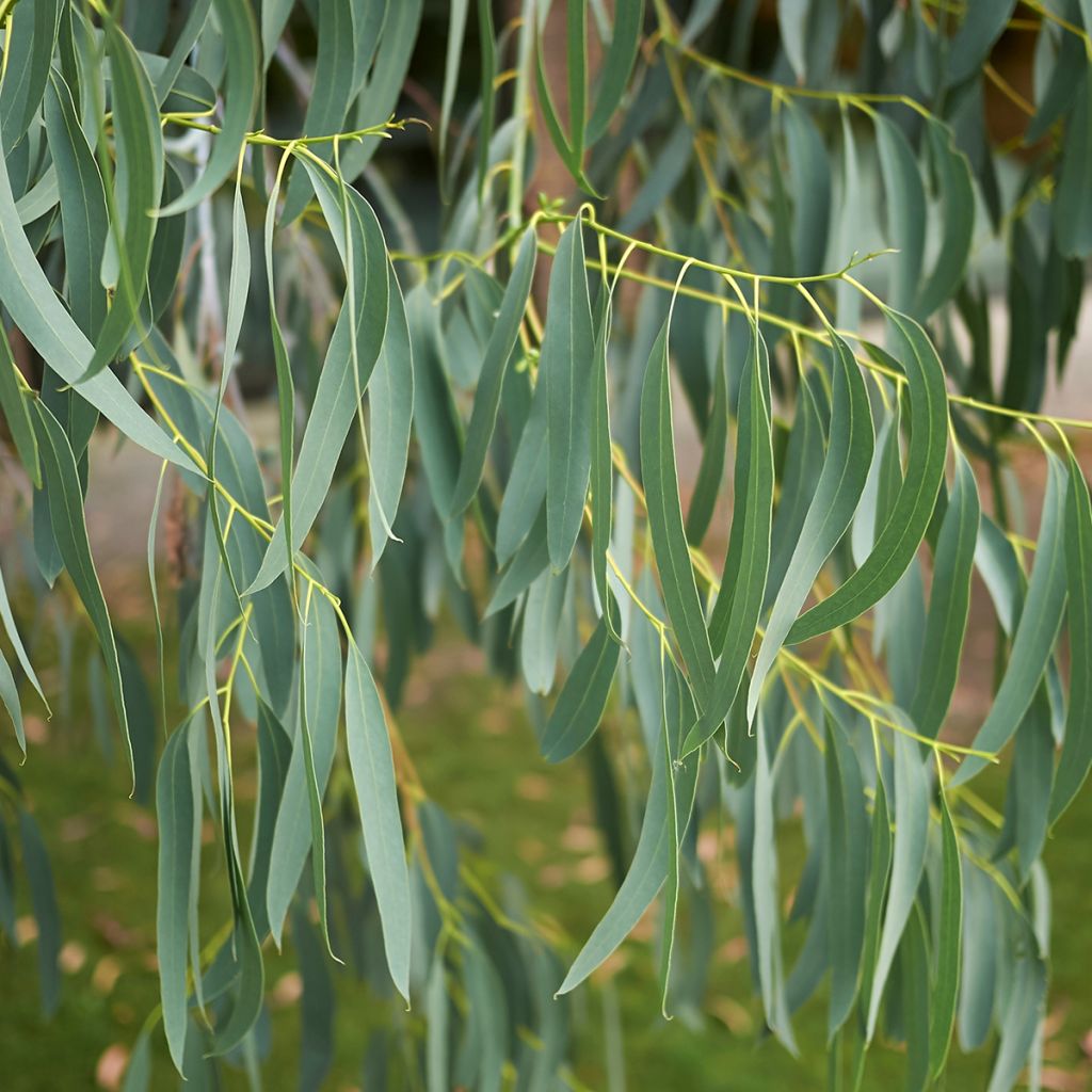 Eucalyptus perriniana - Eucalipto