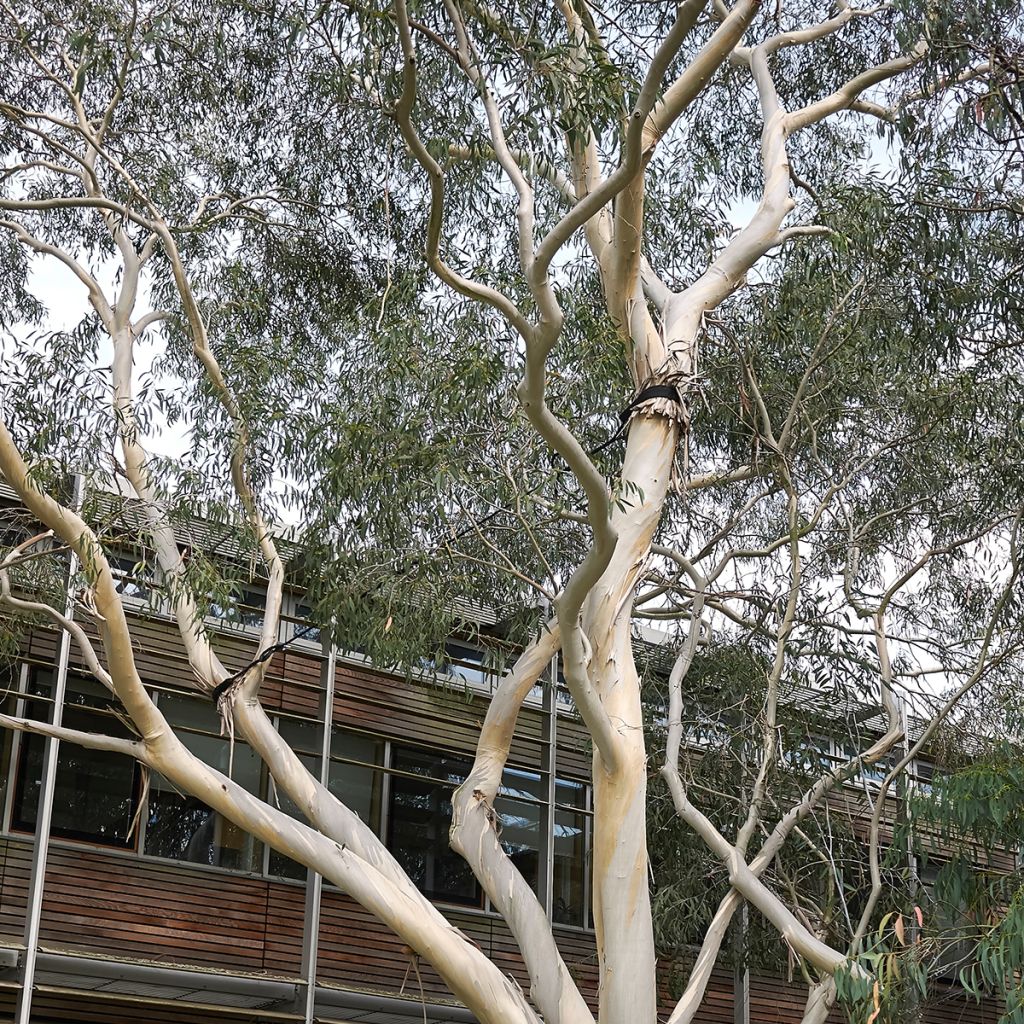 Eucalyptus perriniana - Eucalipto