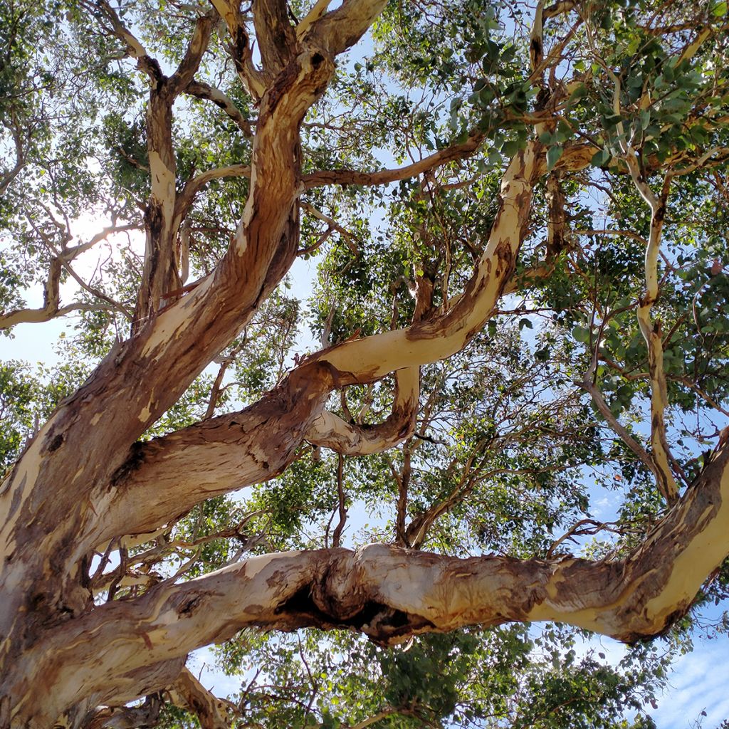 Eucalyptus polyanthemos - Eucalipto