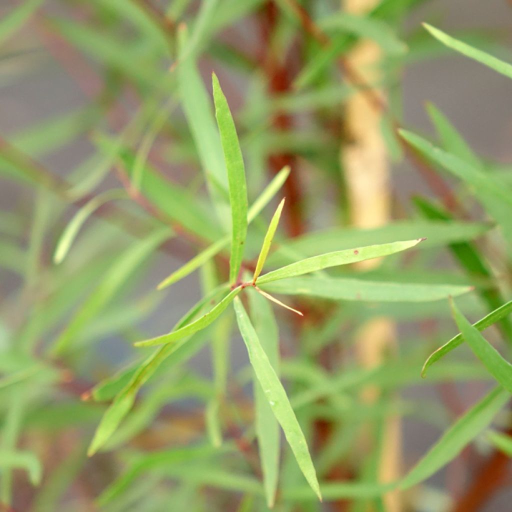 Eucalyptus pulchella - Eucalipto