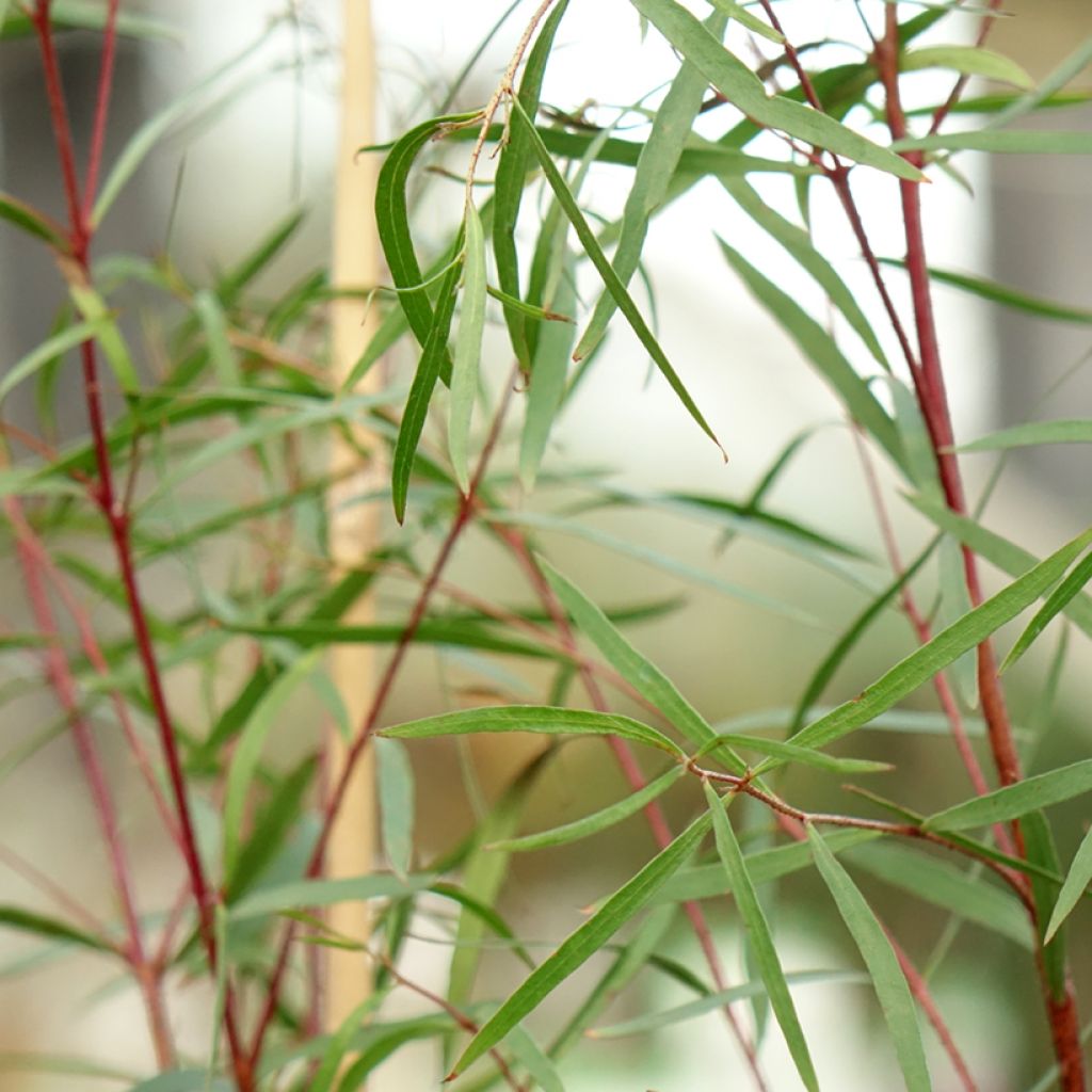 Eucalyptus pulchella - Eucalipto