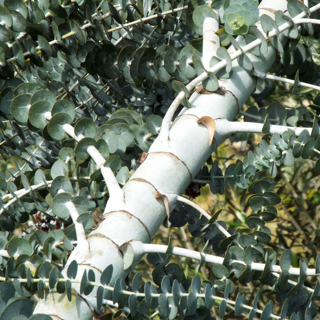 Eucalyptus pulverulenta - Eucalipto