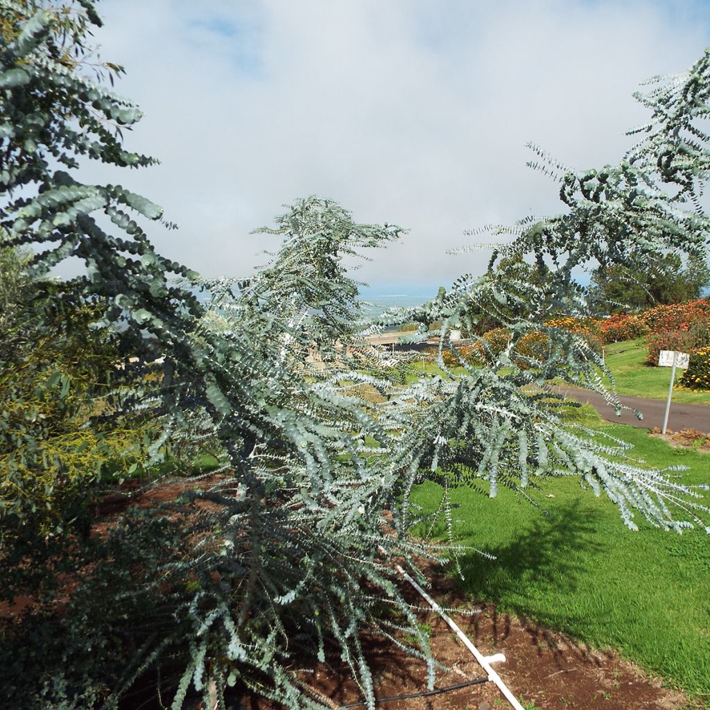 Eucalyptus pulverulenta - Eucalipto