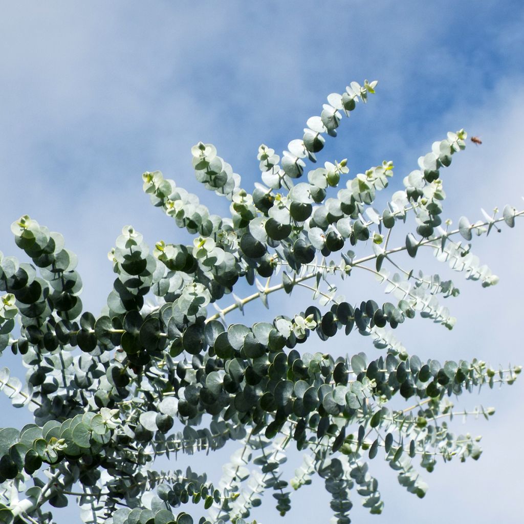 Eucalyptus pulverulenta - Eucalipto