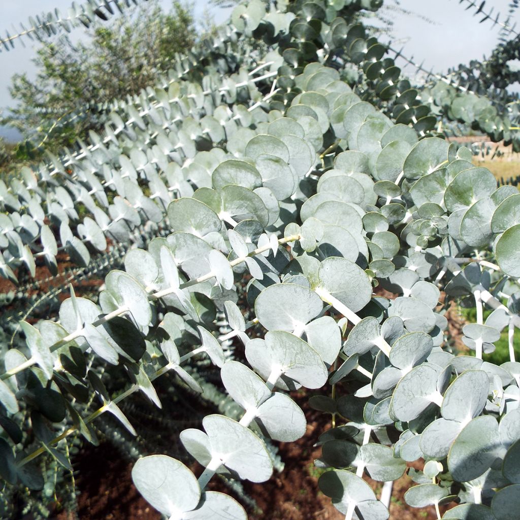 Eucalyptus pulverulenta - Eucalipto