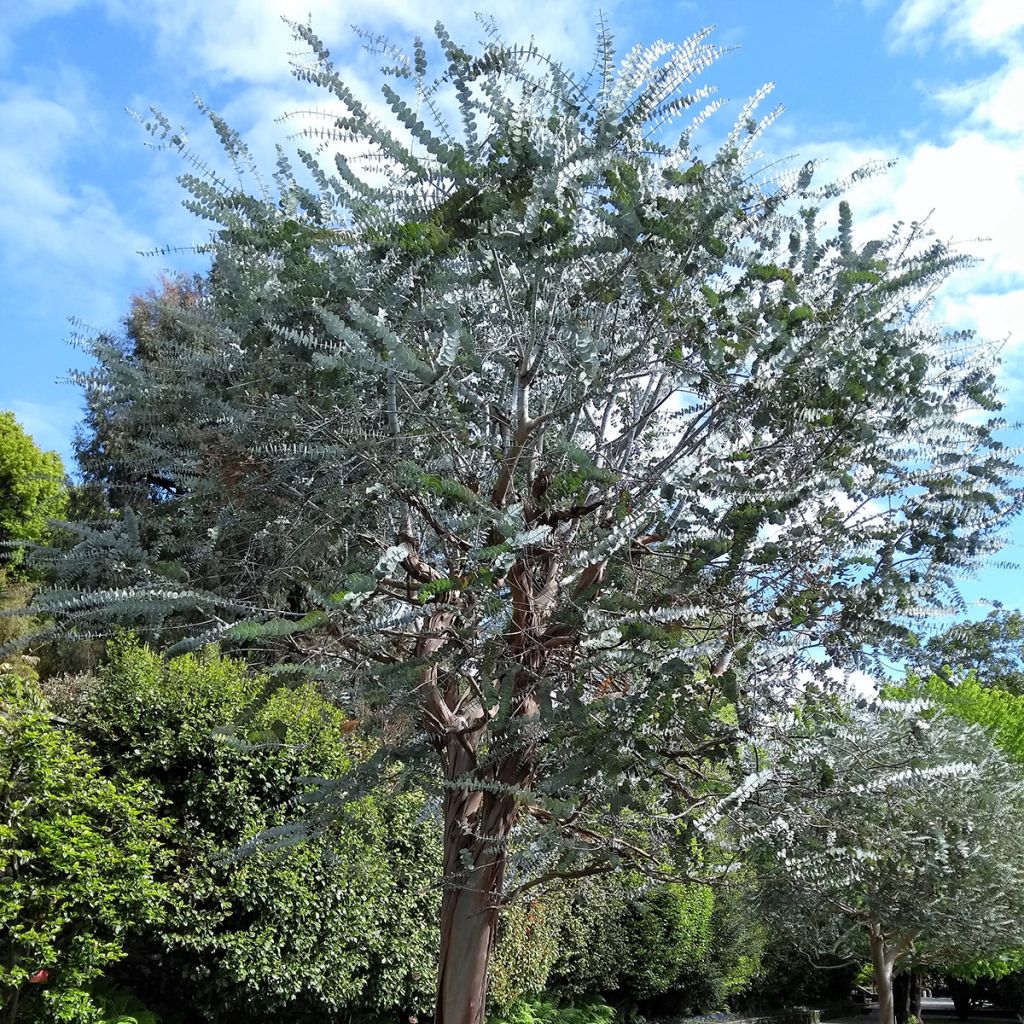 Eucalyptus pulverulenta - Eucalipto