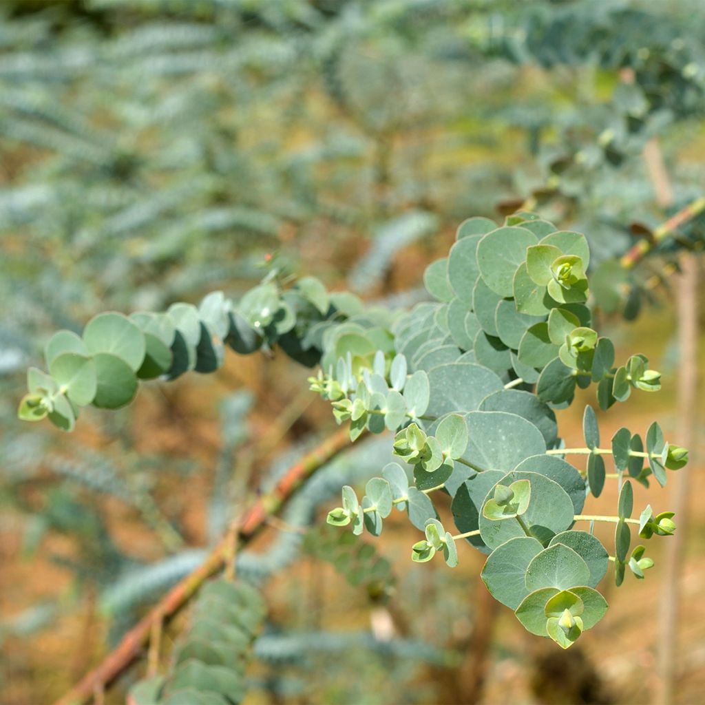 Eucalyptus pulverulenta - Eucalipto